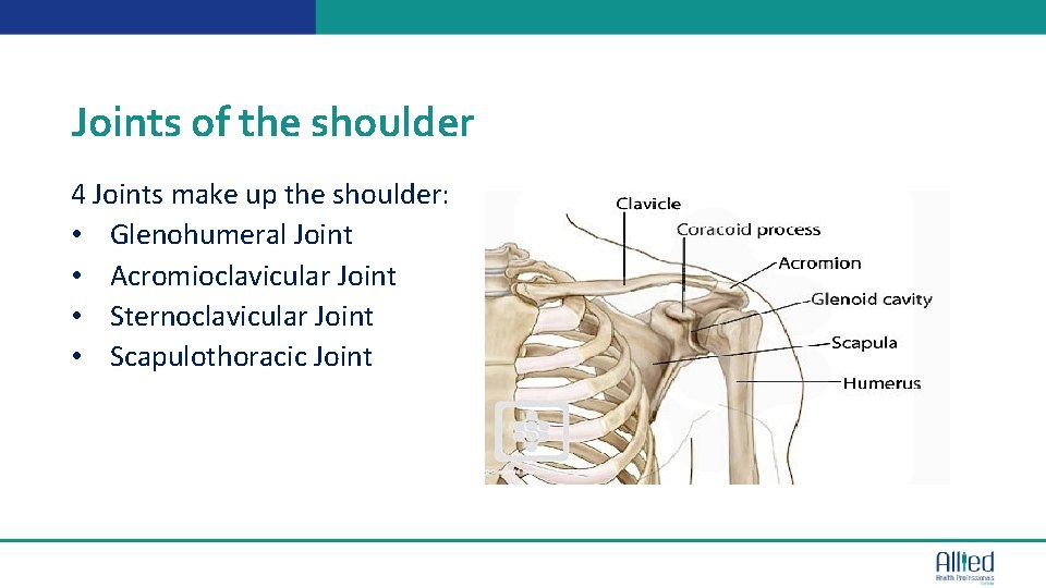 Joints of the shoulder 4 Joints make up the shoulder: • Glenohumeral Joint •