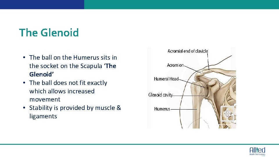 The Glenoid • The ball on the Humerus sits in the socket on the