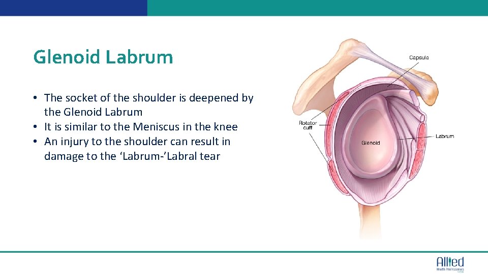 Glenoid Labrum • The socket of the shoulder is deepened by the Glenoid Labrum