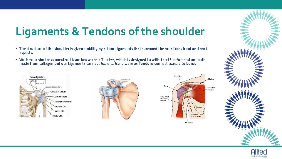 Ligaments & Tendons of the shoulder 01 • The structure of the shoulder is