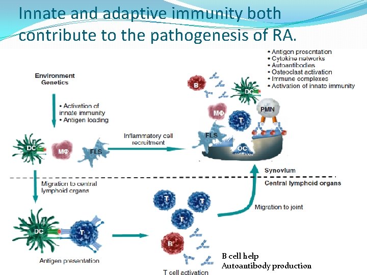 Innate and adaptive immunity both contribute to the pathogenesis of RA. B cell help