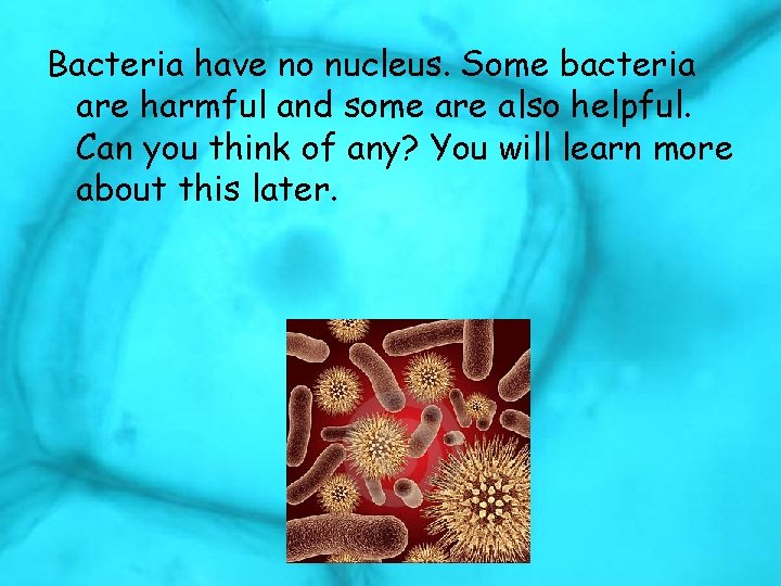 Bacteria have no nucleus. Some bacteria are harmful and some are also helpful. Can