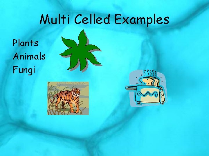 Multi Celled Examples Plants Animals Fungi 