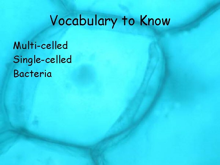 Vocabulary to Know Multi-celled Single-celled Bacteria 
