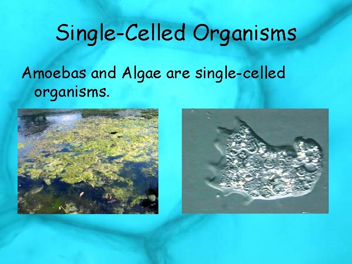 Single-Celled Organisms Amoebas and Algae are single-celled organisms. 