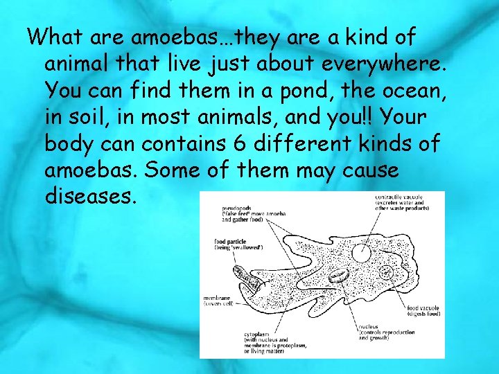 What are amoebas…they are a kind of animal that live just about everywhere. You