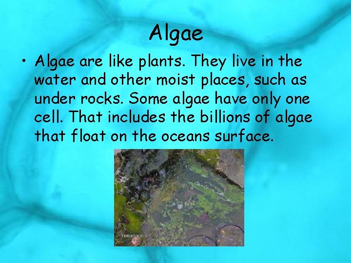 Algae • Algae are like plants. They live in the water and other moist