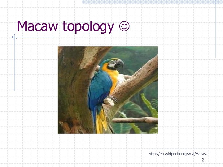 Macaw topology http: //en. wikipedia. org/wiki/Macaw 2 
