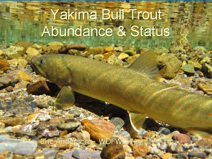 Yakima Bull Trout Abundance & Status Eric Anderson – WDFW 