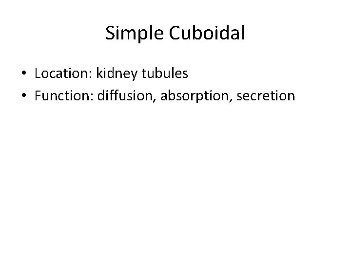 Simple Cuboidal • Location: kidney tubules • Function: diffusion, absorption, secretion 