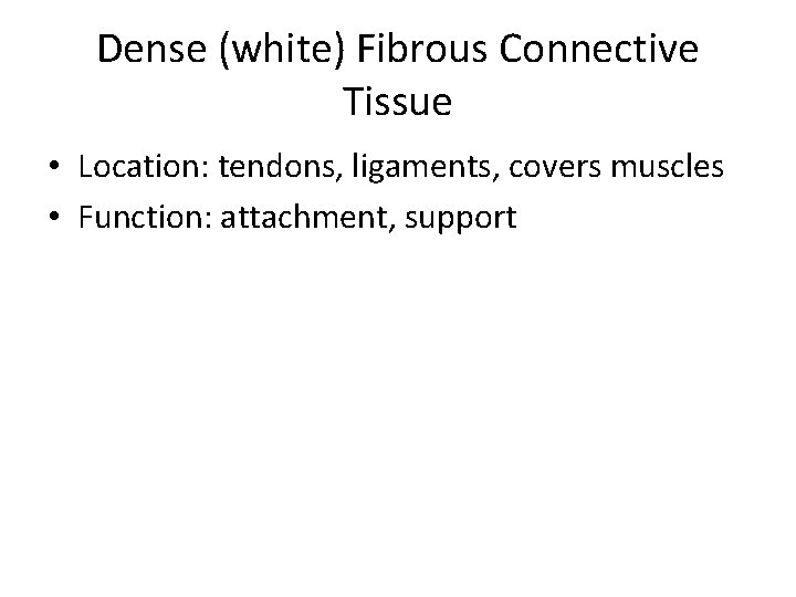 Dense (white) Fibrous Connective Tissue • Location: tendons, ligaments, covers muscles • Function: attachment,