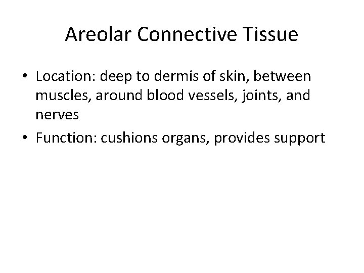 Areolar Connective Tissue • Location: deep to dermis of skin, between muscles, around blood