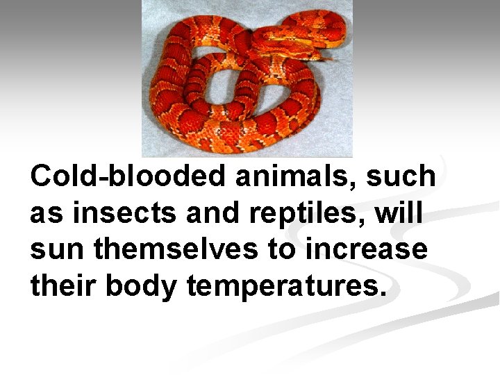 Cold-blooded animals, such as insects and reptiles, will sun themselves to increase their body