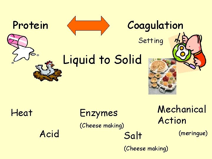 Protein Coagulation Setting Liquid to Solid Heat Mechanical Action Enzymes Acid (Cheese making) Salt Protein Coagulation Setting Liquid to Solid Heat Mechanical Action Enzymes Acid (Cheese making) Salt