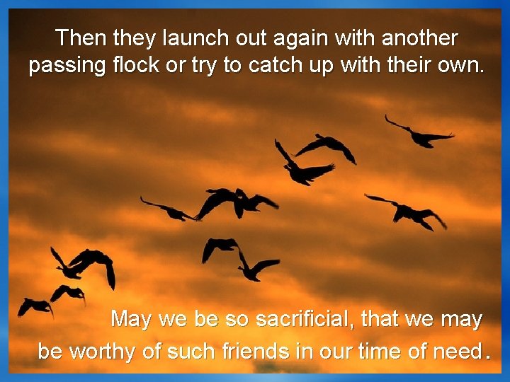 Then they launch out again with another passing flock or try to catch up