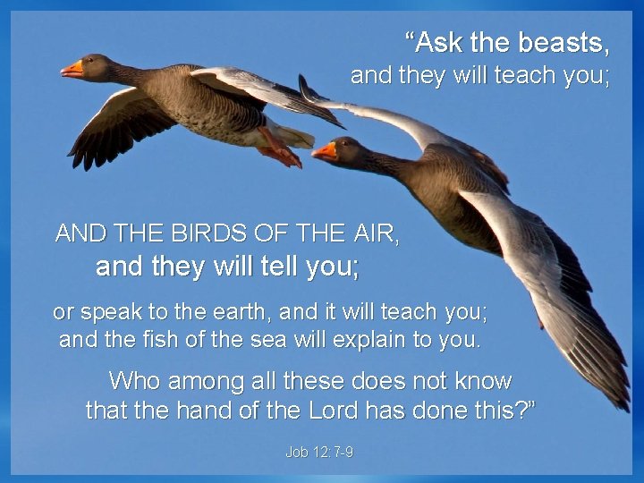 “Ask the beasts, and they will teach you; AND THE BIRDS OF THE AIR,
