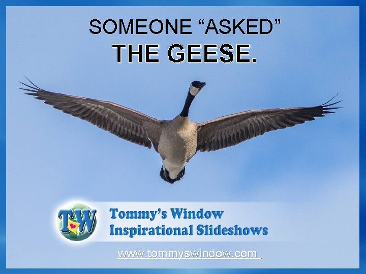 SOMEONE “ASKED” THE GEESE. www. tommyswindow. com 