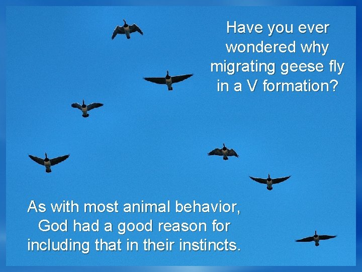 Have you ever wondered why migrating geese fly in a V formation? As with