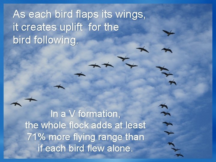 As each bird flaps its wings, it creates uplift for the bird following. In