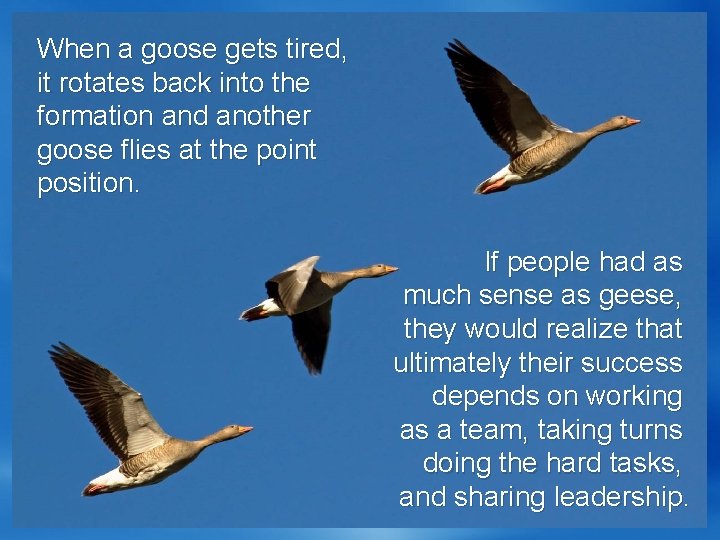 When a goose gets tired, it rotates back into the formation and another goose