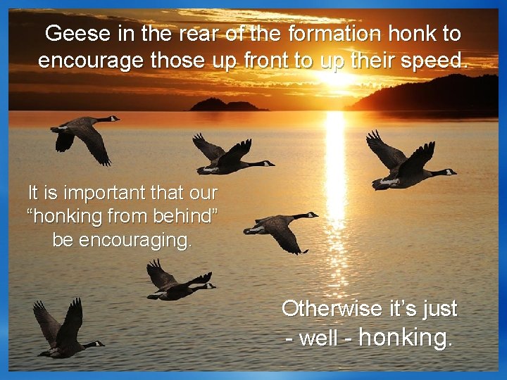 Geese in the rear of the formation honk to encourage those up front to