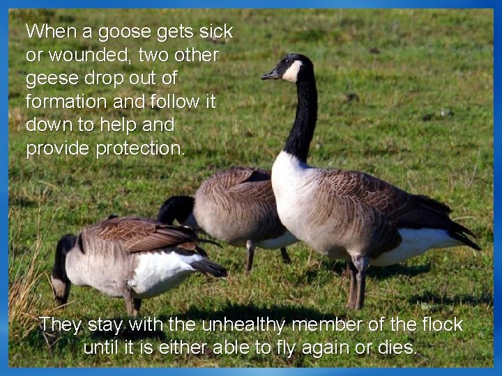 When a goose gets sick or wounded, two other geese drop out of formation