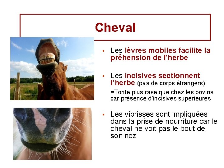 Cheval § Les lèvres mobiles facilite la préhension de l’herbe § Les incisives sectionnent