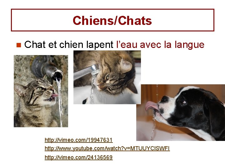 Chiens/Chats n Chat et chien lapent l’eau avec la langue http: //vimeo. com/19947631 http: