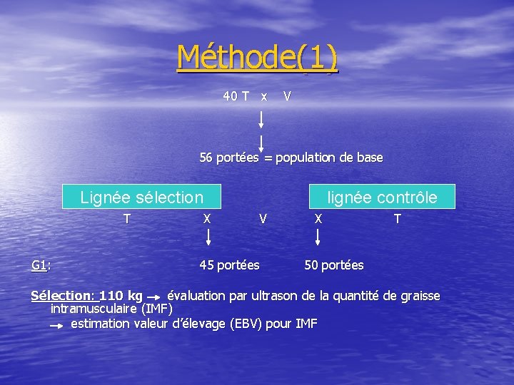 Méthode(1) 40 T x V 56 portées = population de base Lignée sélection T