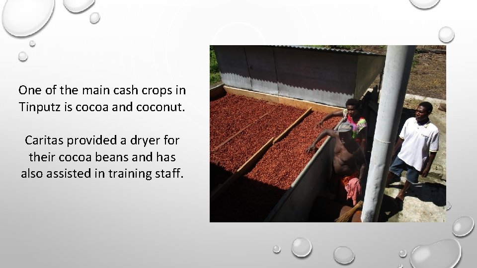 One of the main cash crops in Tinputz is cocoa and coconut. Caritas provided