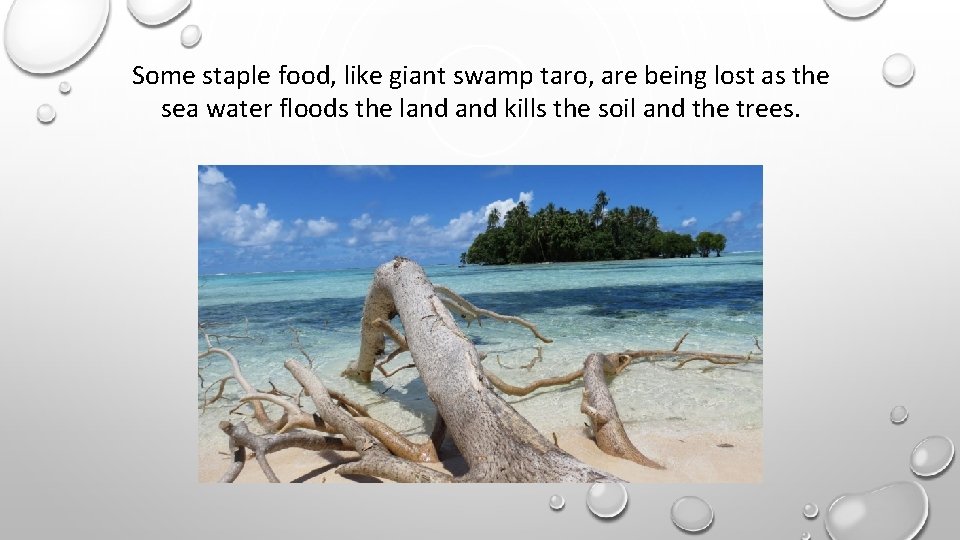 Some staple food, like giant swamp taro, are being lost as the sea water