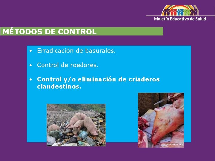 MÉTODOS DE CONTROL • Erradicación de basurales. • Control de roedores. • Control y/o
