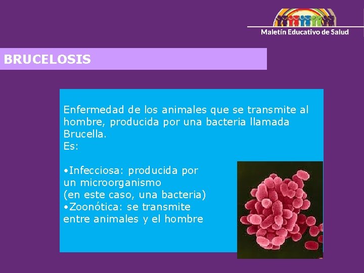 BRUCELOSIS Enfermedad de los animales que se transmite al hombre, producida por una bacteria