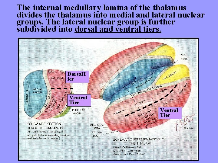 The internal medullary lamina of the thalamus divides the thalamus into medial and lateral