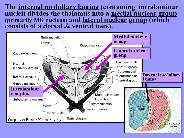 The internal medullary lamina (containing intralaminar nuclei) divides the thalamus into a medial nuclear