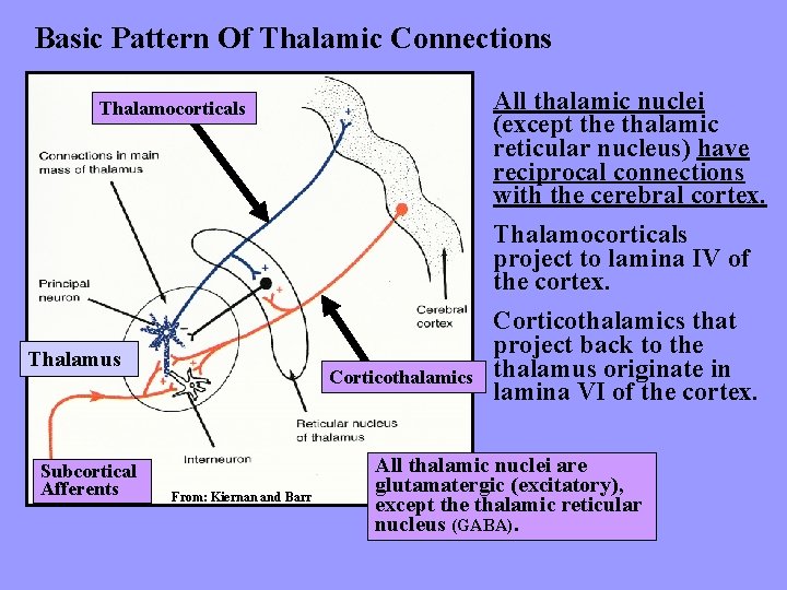 Basic Pattern Of Thalamic Connections Thalamocorticals Thalamus Subcortical Afferents Corticothalamics From: Kiernan and Barr