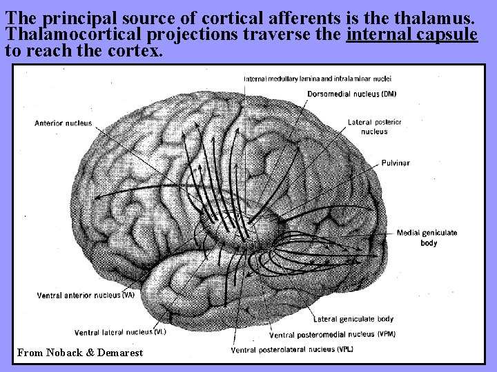 The principal source of cortical afferents is the thalamus. Thalamocortical projections traverse the internal