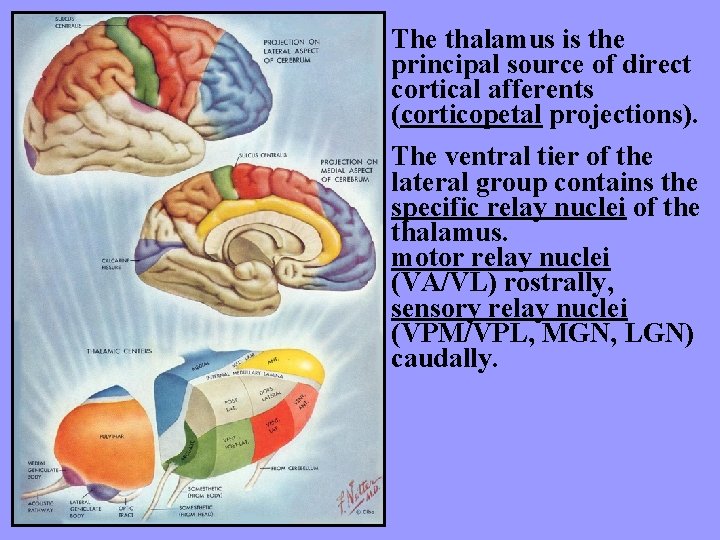 The thalamus is the principal source of direct cortical afferents (corticopetal projections). The ventral