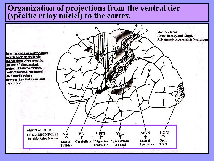Organization of projections from the ventral tier (specific relay nuclei) to the cortex. 
