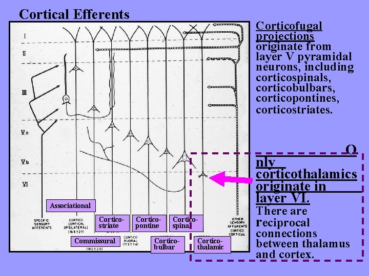 Cortical Efferents Corticofugal projections originate from layer V pyramidal neurons, including corticospinals, corticobulbars, corticopontines,