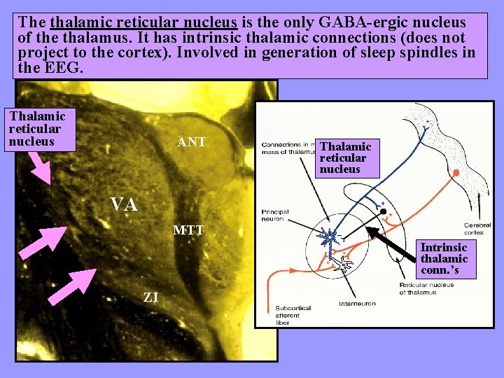 The thalamic reticular nucleus is the only GABA-ergic nucleus of the thalamus. It has