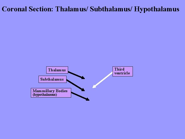 Coronal Section: Thalamus/ Subthalamus/ Hypothalamus Thalamus Subthalamus Mammillary Bodies (hypothalamus) Third ventricle 