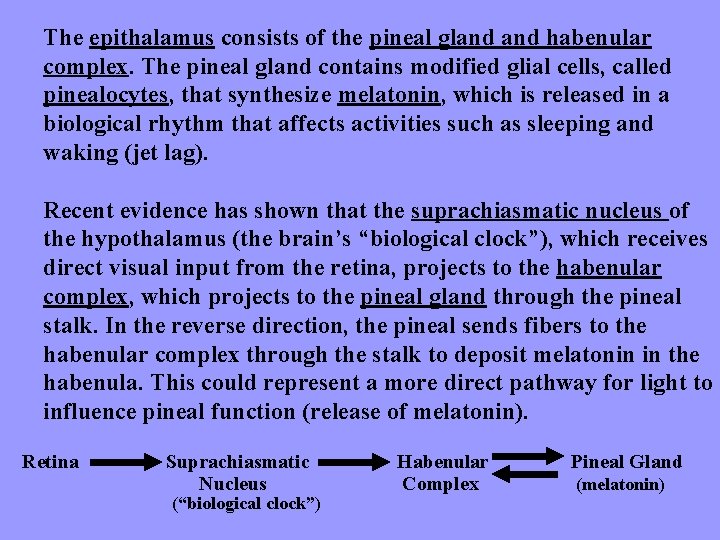 The epithalamus consists of the pineal gland habenular complex. The pineal gland contains modified