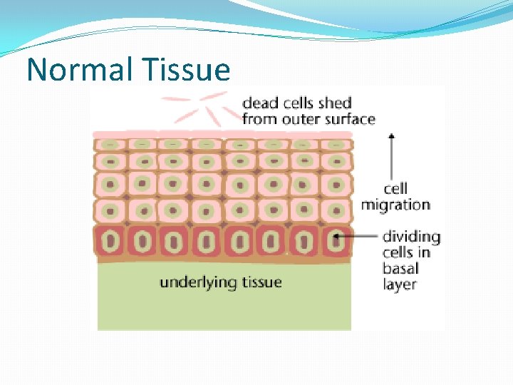 Normal Tissue 