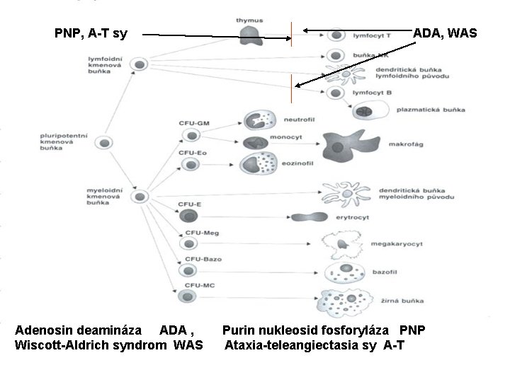 PNP, A-T sy Adenosin deamináza ADA , Wiscott-Aldrich syndrom WAS ADA, WAS Purin nukleosid