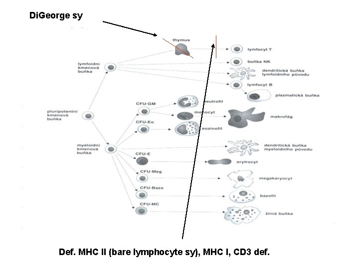 Di. George sy Def. MHC II (bare lymphocyte sy), MHC I, CD 3 def.