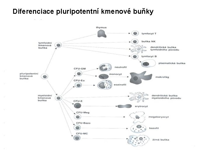 Diferenciace pluripotentní kmenové buňky 