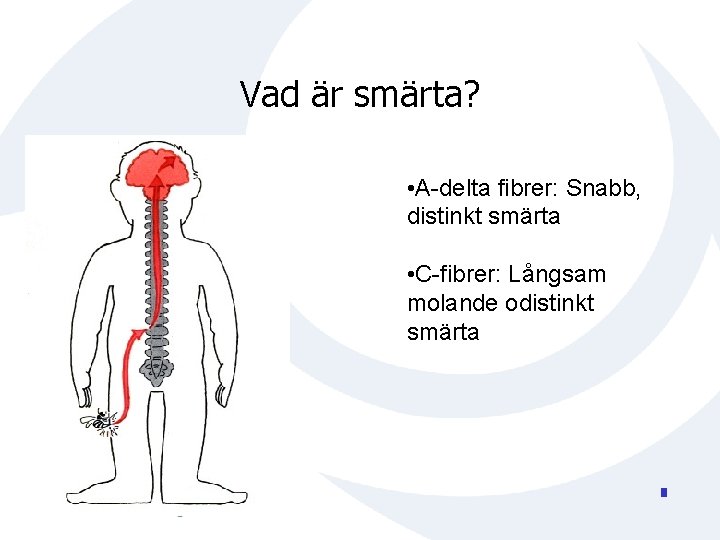 Vad är smärta? • A-delta fibrer: Snabb, distinkt smärta • C-fibrer: Långsam molande odistinkt