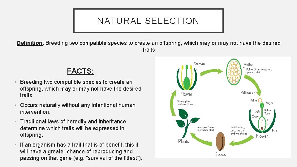NATURAL SELECTION Definition: Breeding two compatible species to create an offspring, which may or