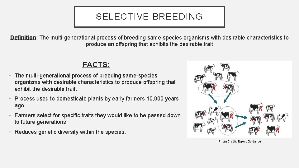 SELECTIVE BREEDING Definition: The multi-generational process of breeding same-species organisms with desirable characteristics to